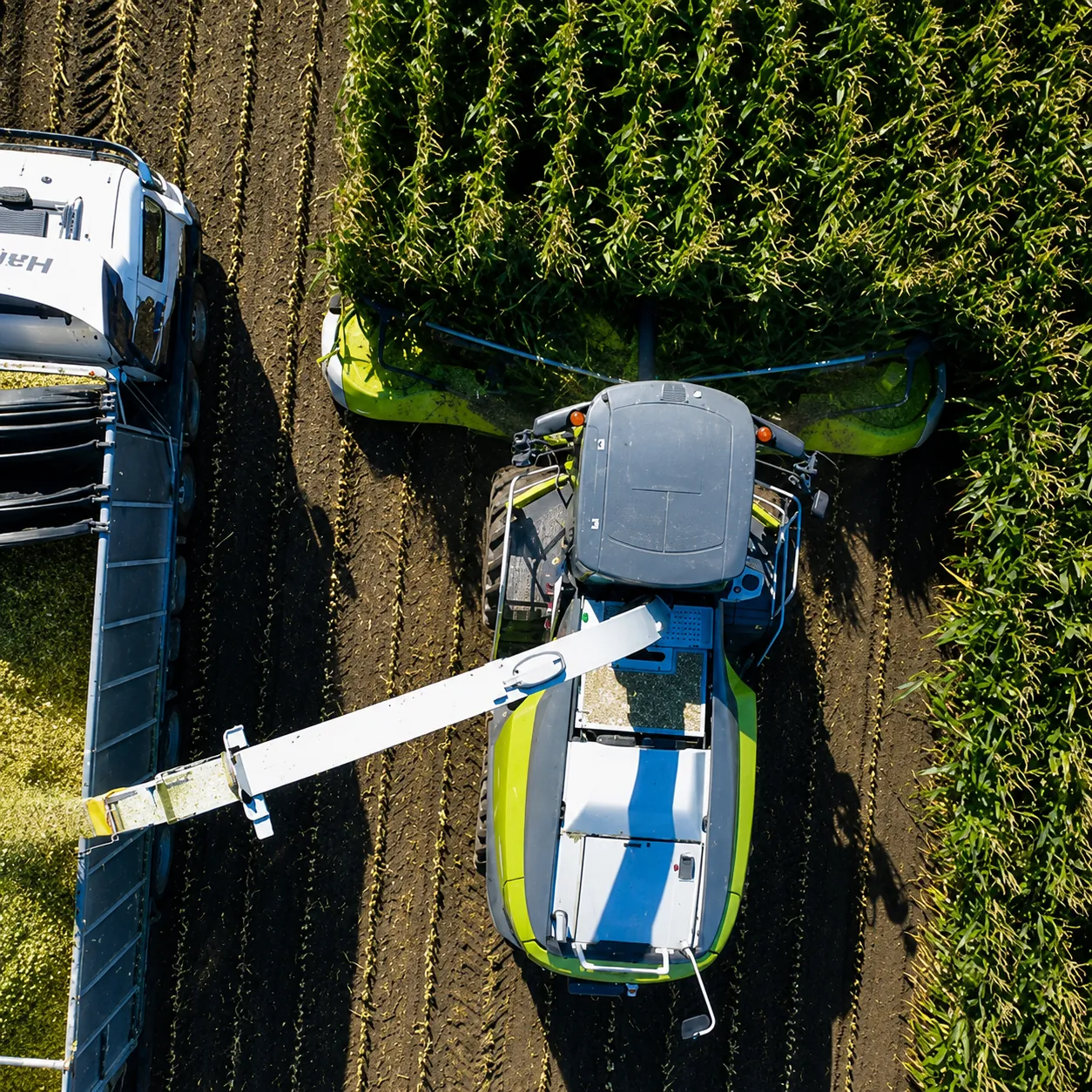 Forage harvester chopping silage into a trailer