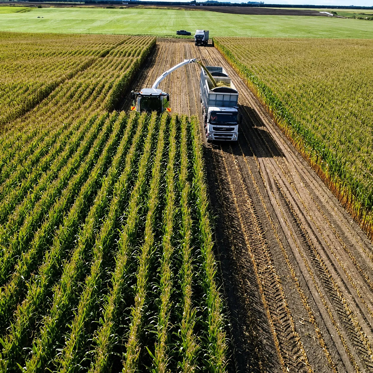 Forage harvester chopping maize rows into a truck, seen from above