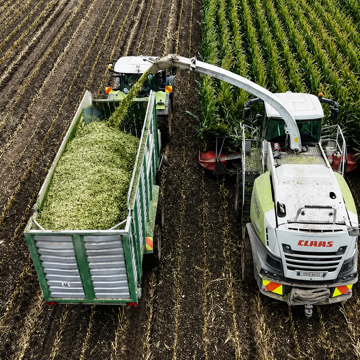 Forage harvester filling a silage trailer with chopped maize